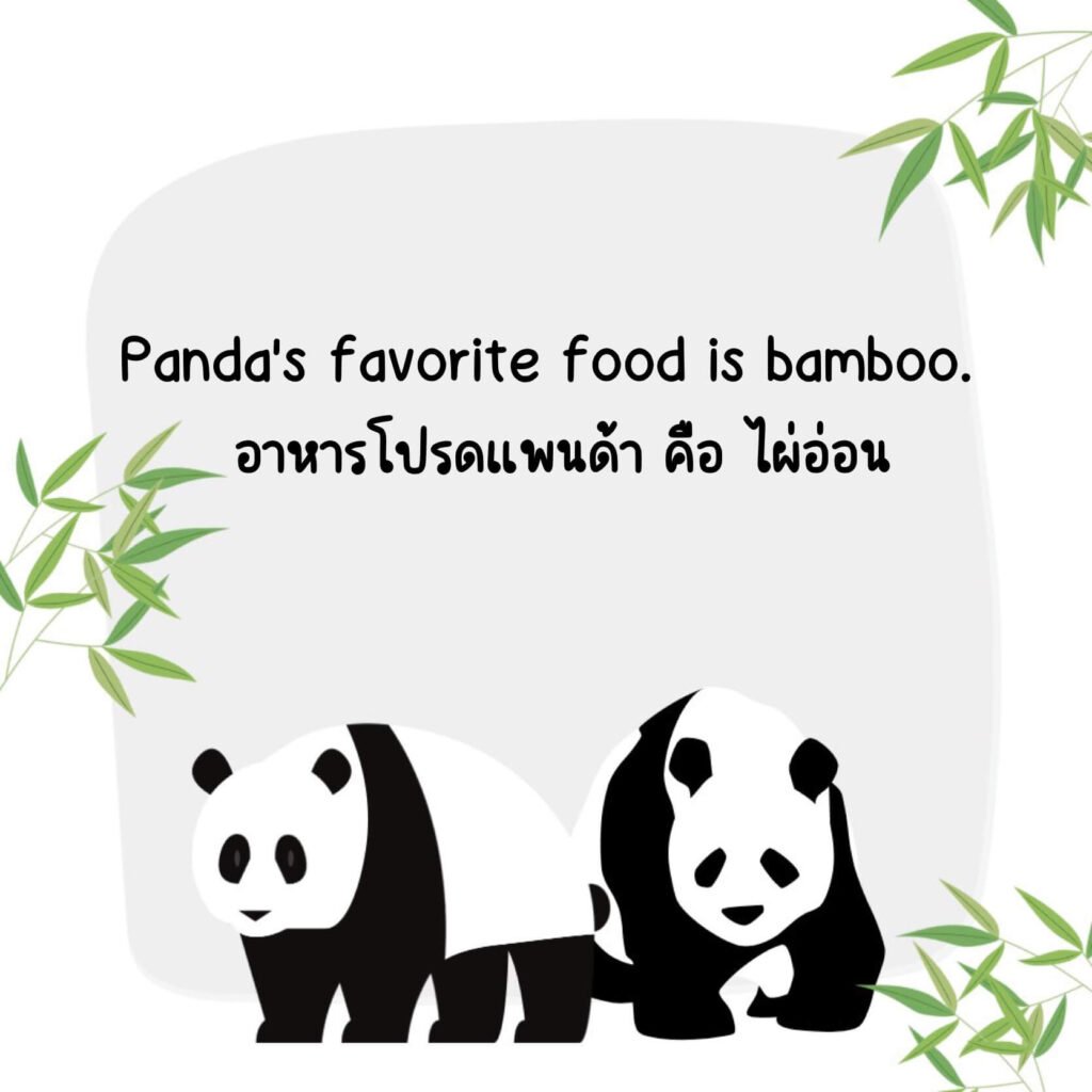 แพนด้า (Panda)