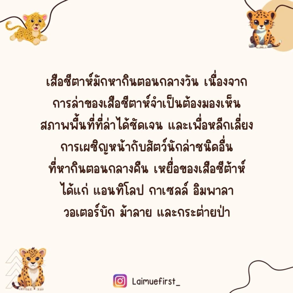 ชีต้าห์ (Cheetah)