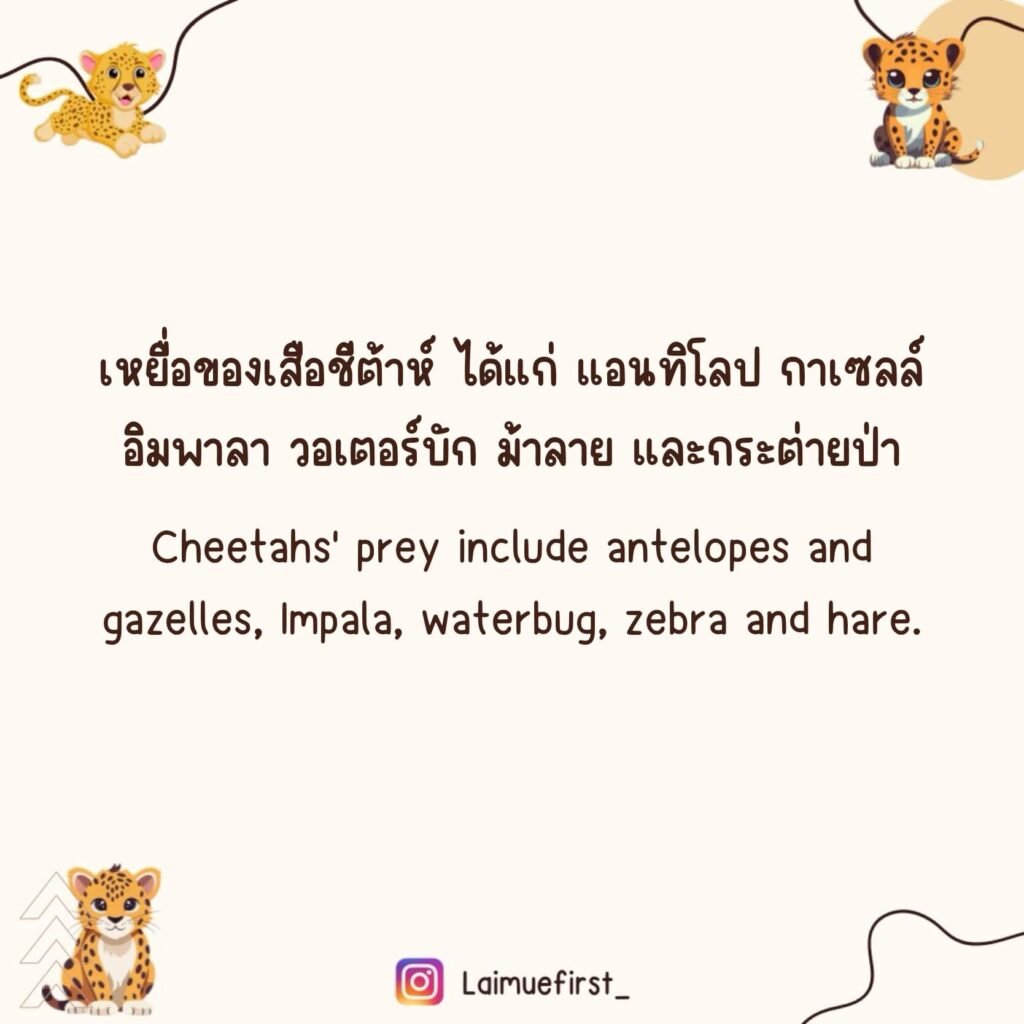 ชีต้าห์ (Cheetah)