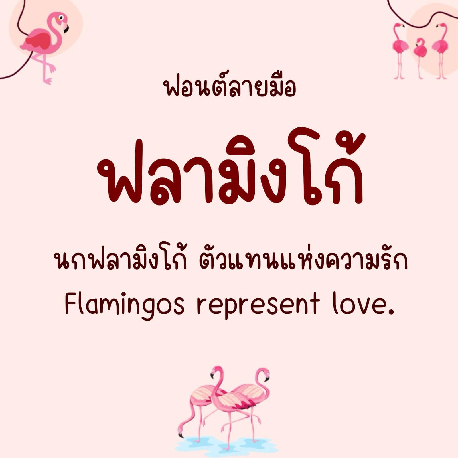 ฟลามิงโก้ (Flamingo)