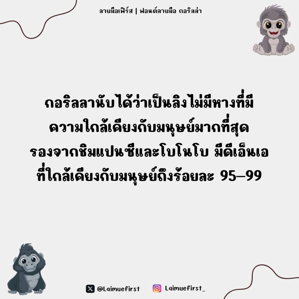 กอริลล่า (Gorilla)