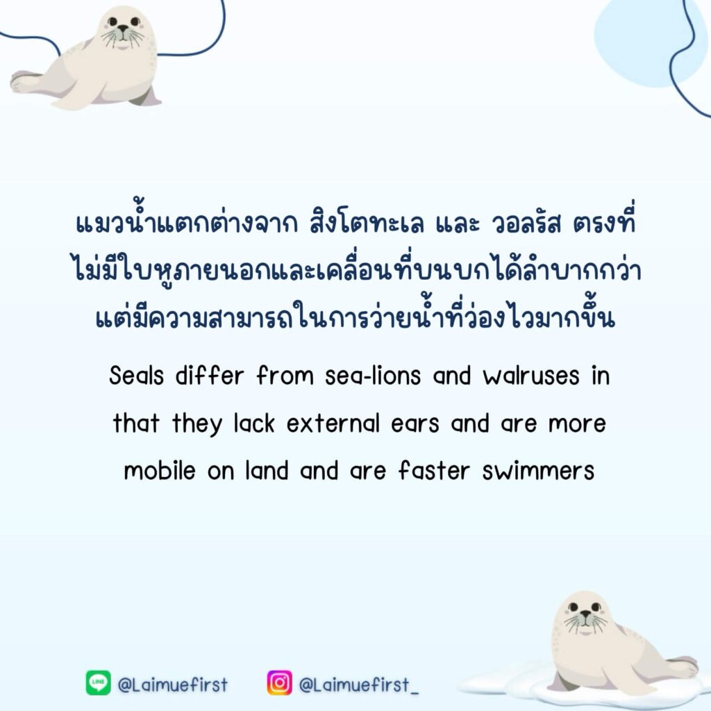 แมวน้ำ (MeawNum)