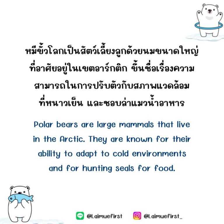 หมีขาว (Meekaow)