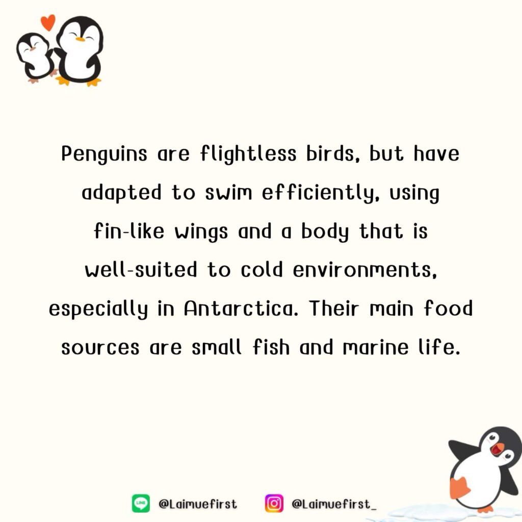 เพนกวิน (Penguin)