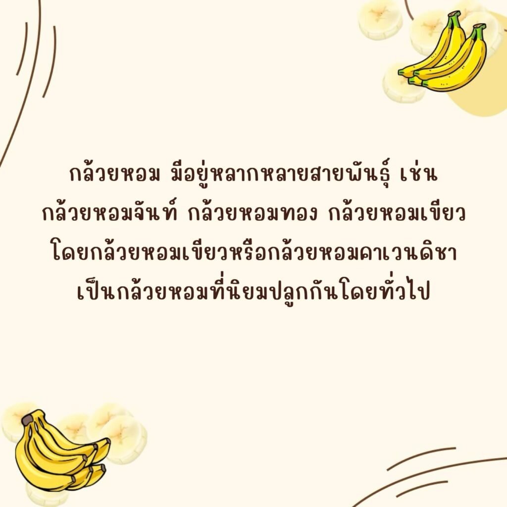 กล้วยหอม (Kluayhom)