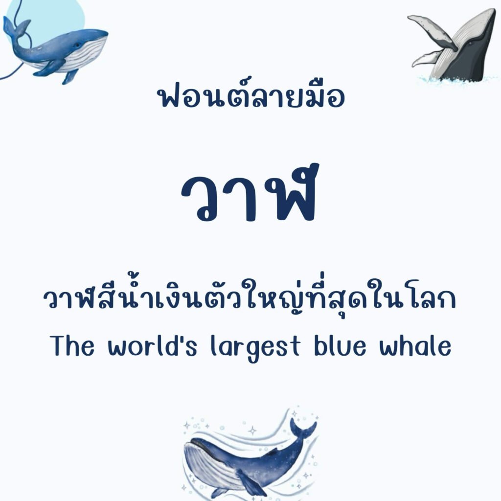 วาฬ (Whale)